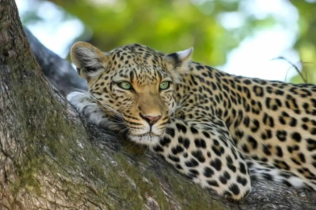 Photo of leopard