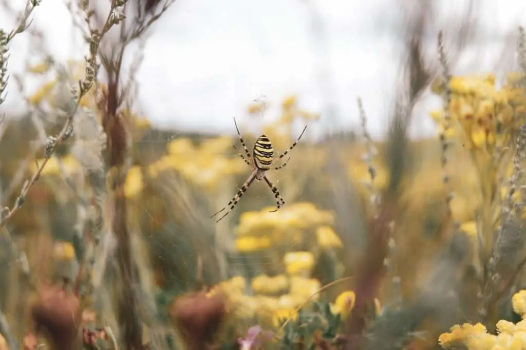 Photo of spider