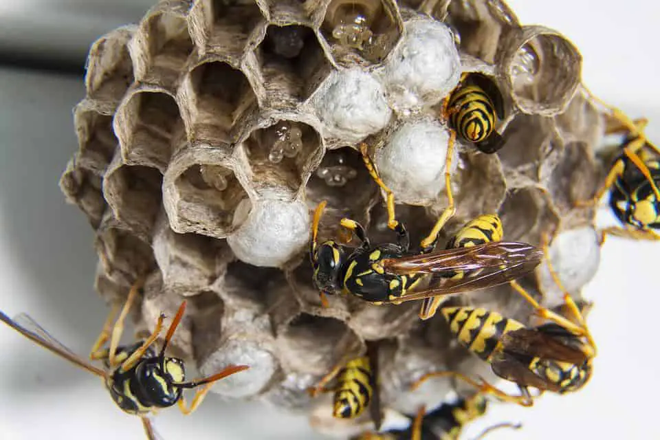 Photo of wasp nest