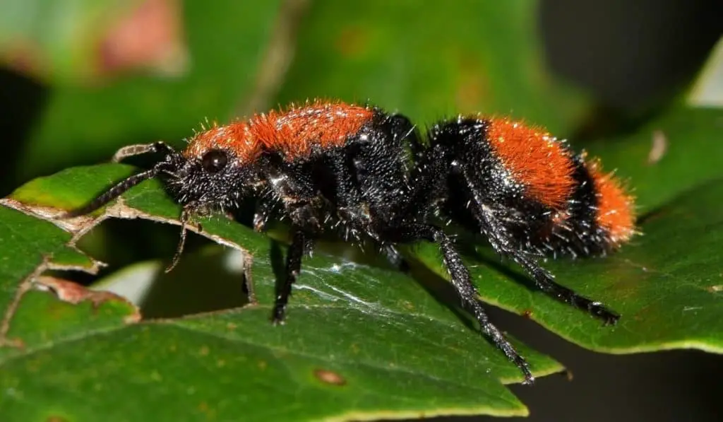 Photo of velvet ant