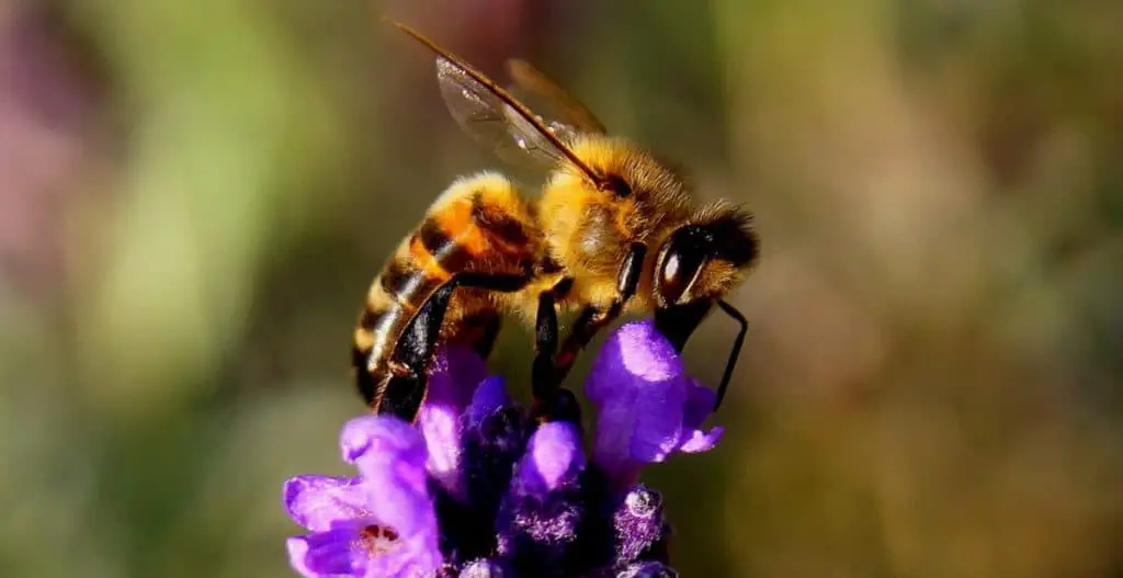 Photo of bee