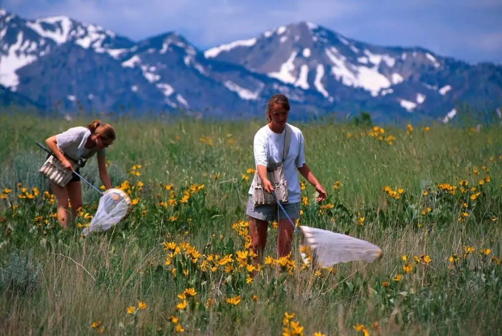 Photo of people catching butterflies with a butterfly net