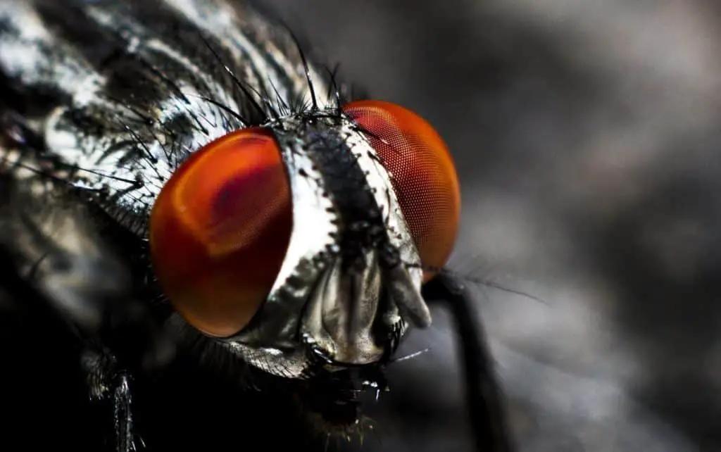 Photo of insect eyes