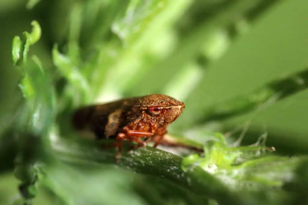 Photo of froghopper