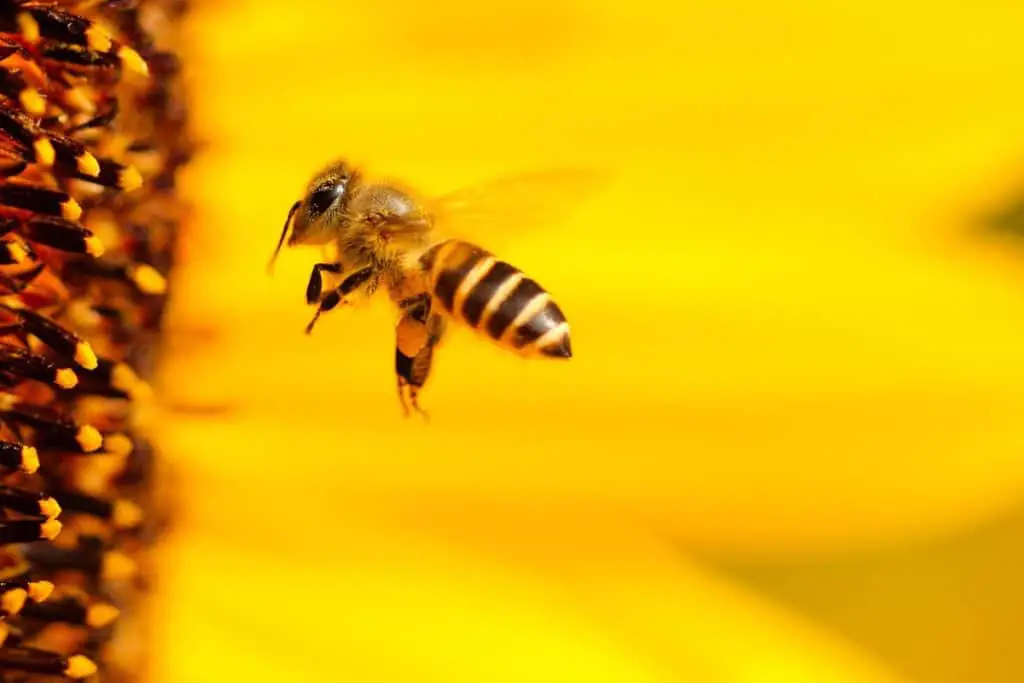 Photo of bee