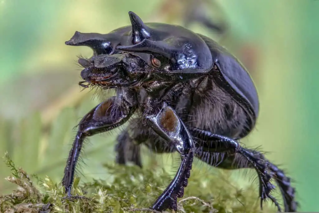 Photo of minotaur beetle