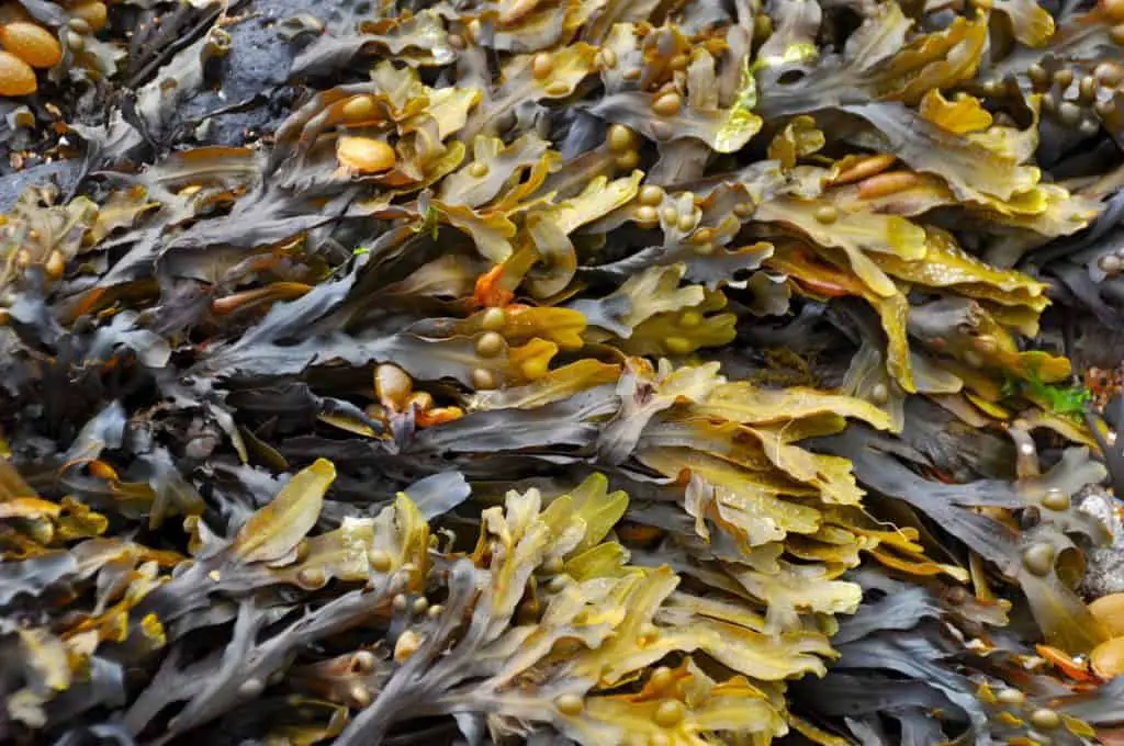 Photo of seaweed fly