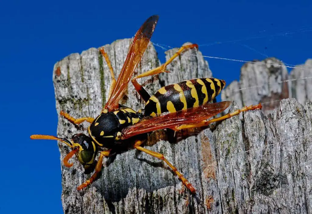 Photo of wasp
