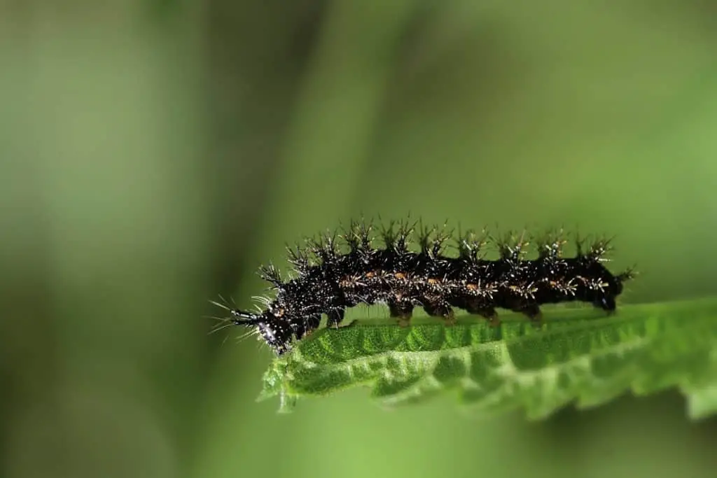 Caterpillar on nettle