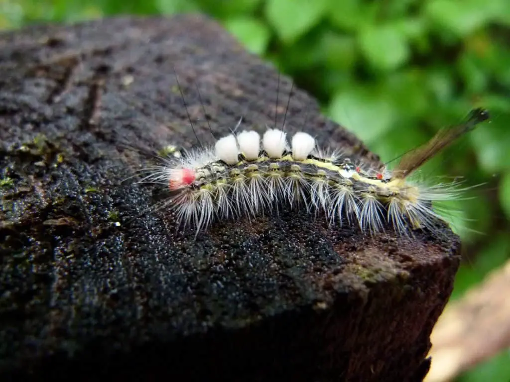 Tussock caterpillar