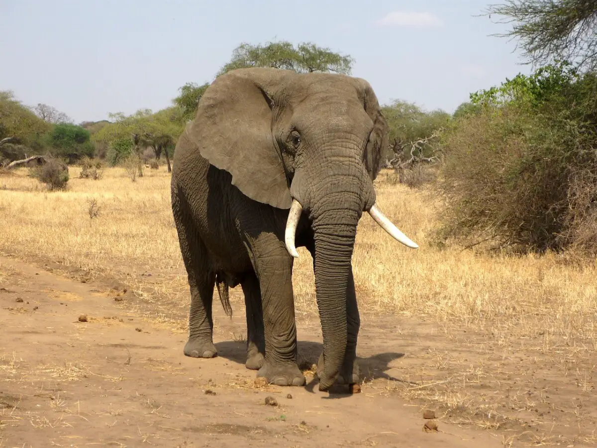 How Big Are Elephants?