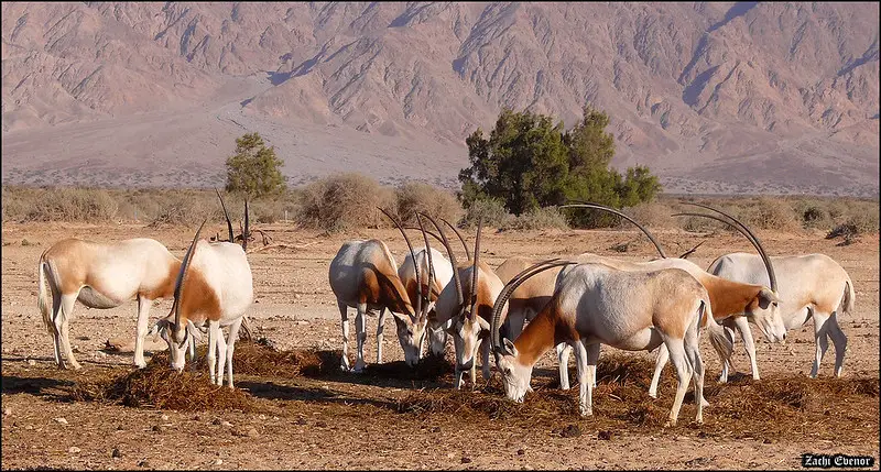 Scimitar oryx