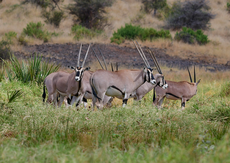 Common Beisa Oryx
