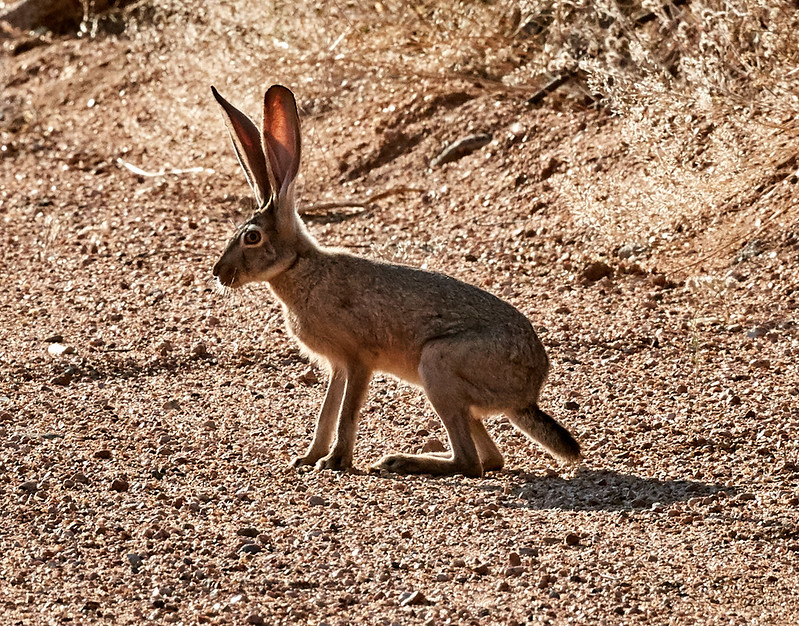 Antelope jackrabbit