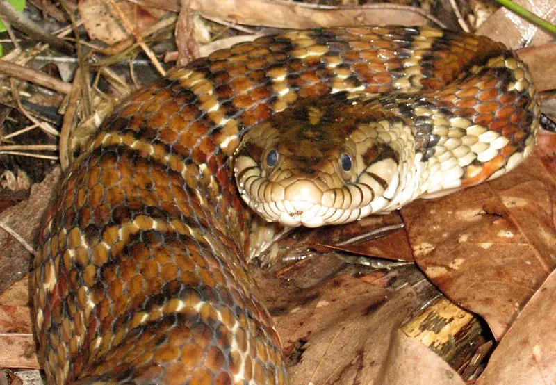 Banded Water Snake - Worldwide Nature