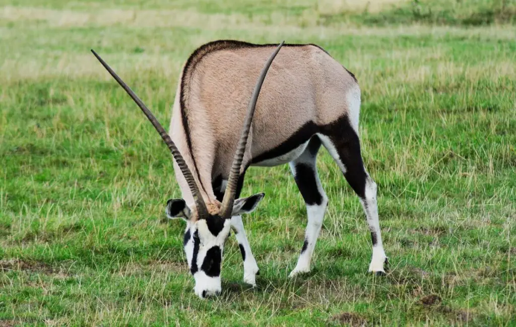 Oryx eating