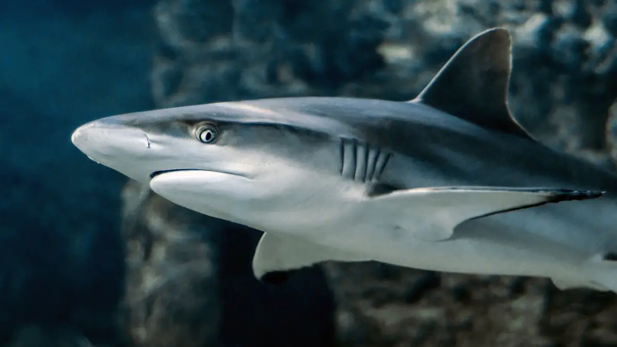 Are Sharks Vertebrates?