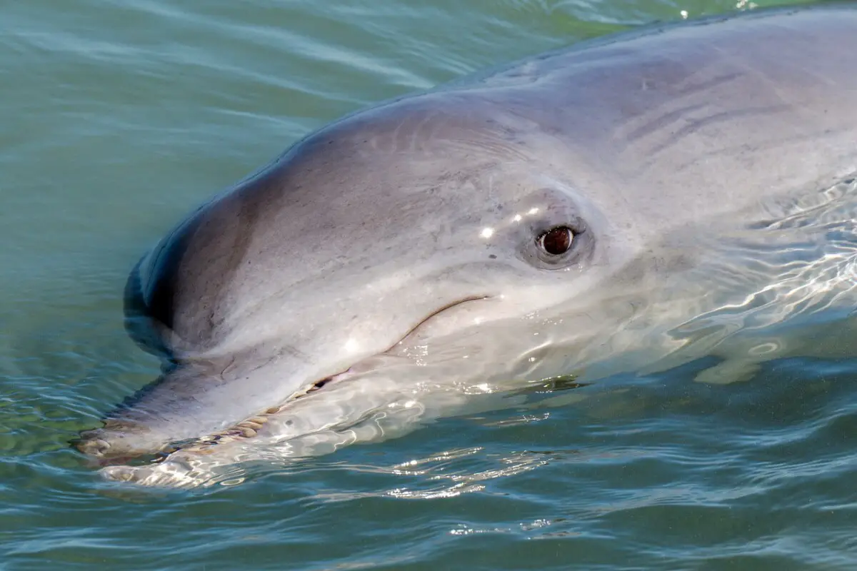 How Do Dolphins Sleep Underwater?