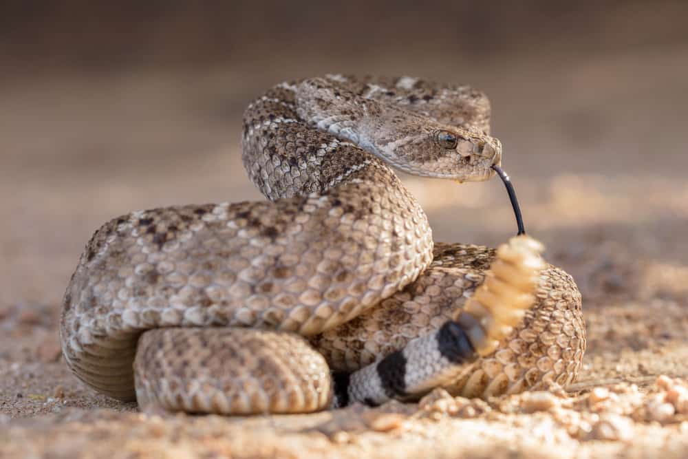 Western diamond rattlesnake