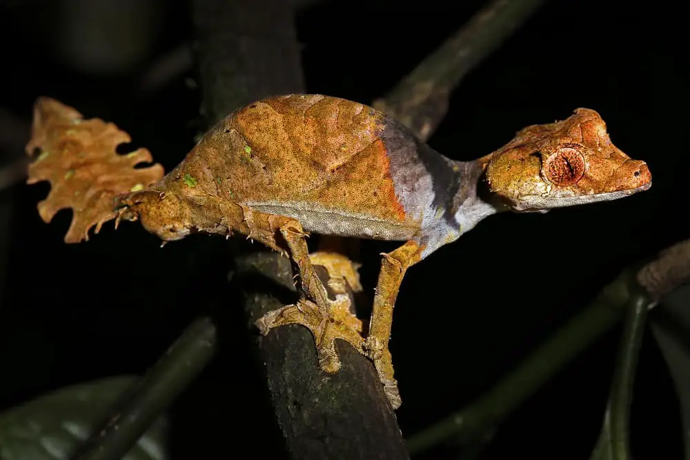 Satanic leaf tailed gecko