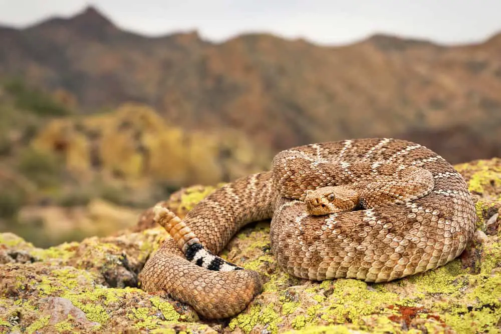 Western diamond rattlesnake