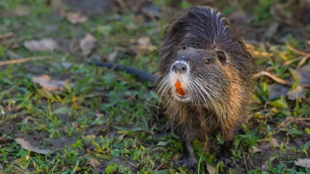 Nutria