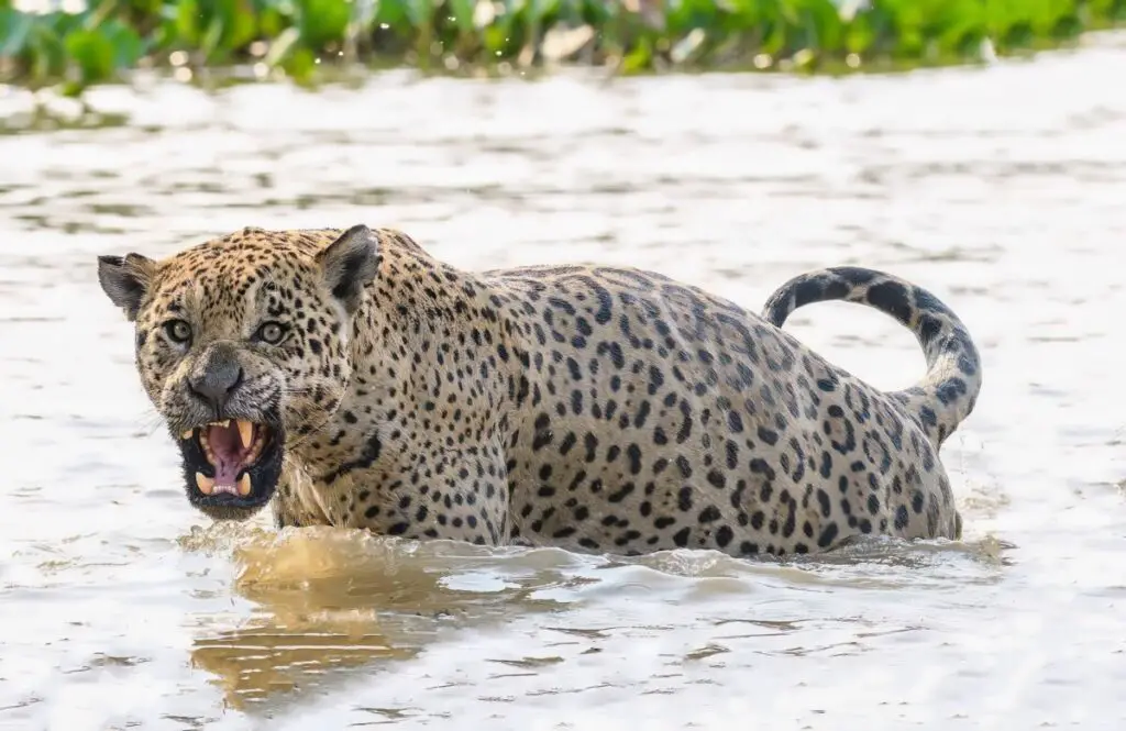 A,Magnificent,Wild,Jaguar,Standing,In,A,Stormy,River,Viciously