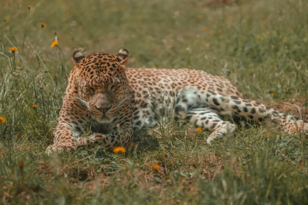 Large,Adult,Leopard,,Jaguar,,Cheetah,Cat.,Safari,Wild,Cat,With