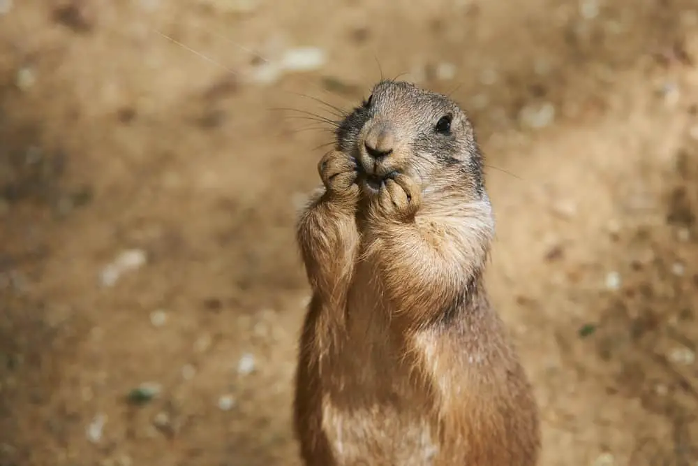 What Are The Predators Of Prairie Dogs?