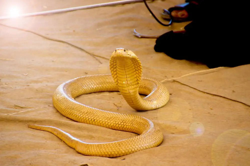 Yellow cobra