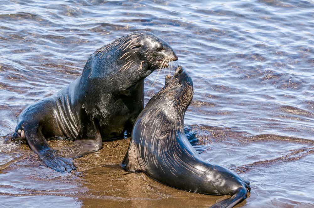 Northern Fur Seal - Worldwide Nature