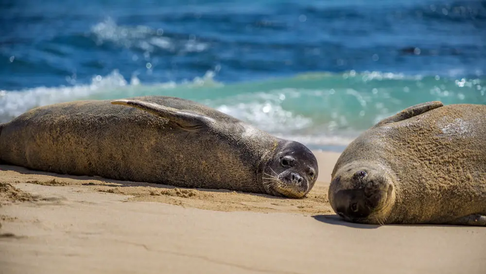 What Are The Predators Of Hawaiian Monk Seals?