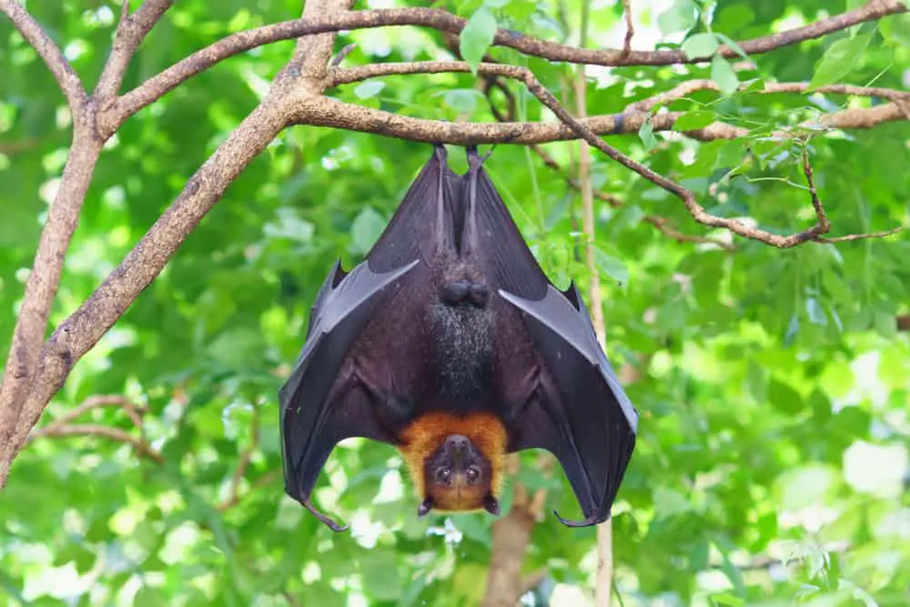 Fruit bat