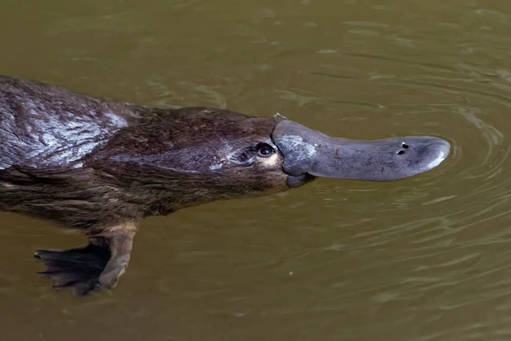 What Are The Predators Of The Platypus?