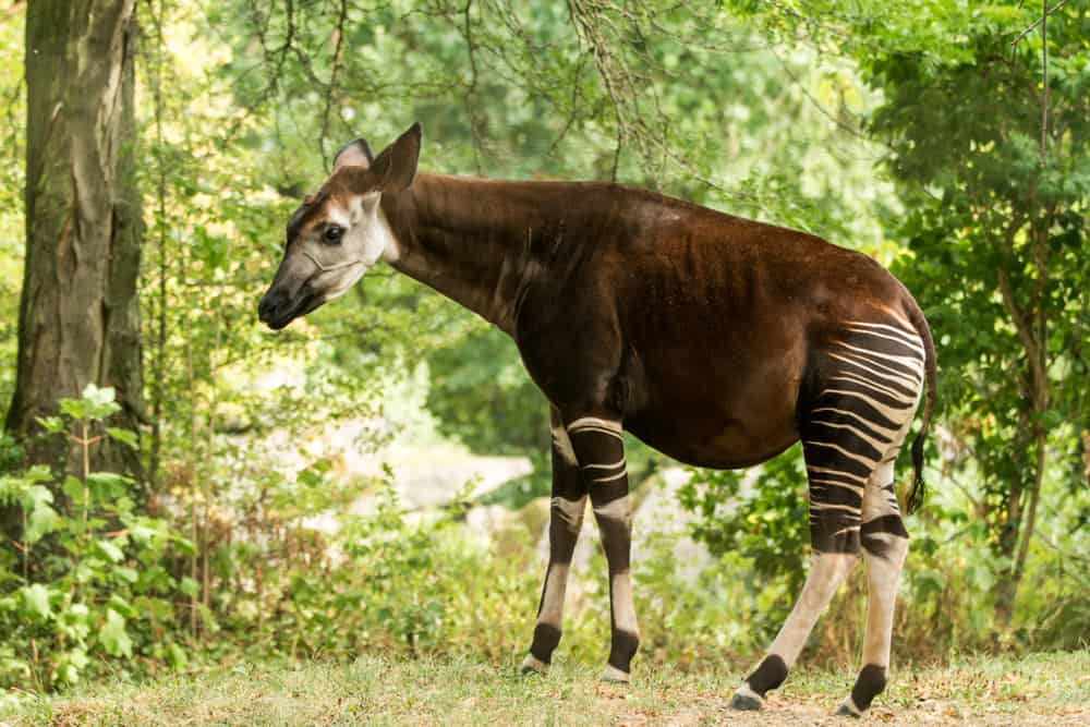 Okapi - Worldwide Nature