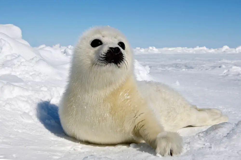 What Are The Predators Of Harp Seals?