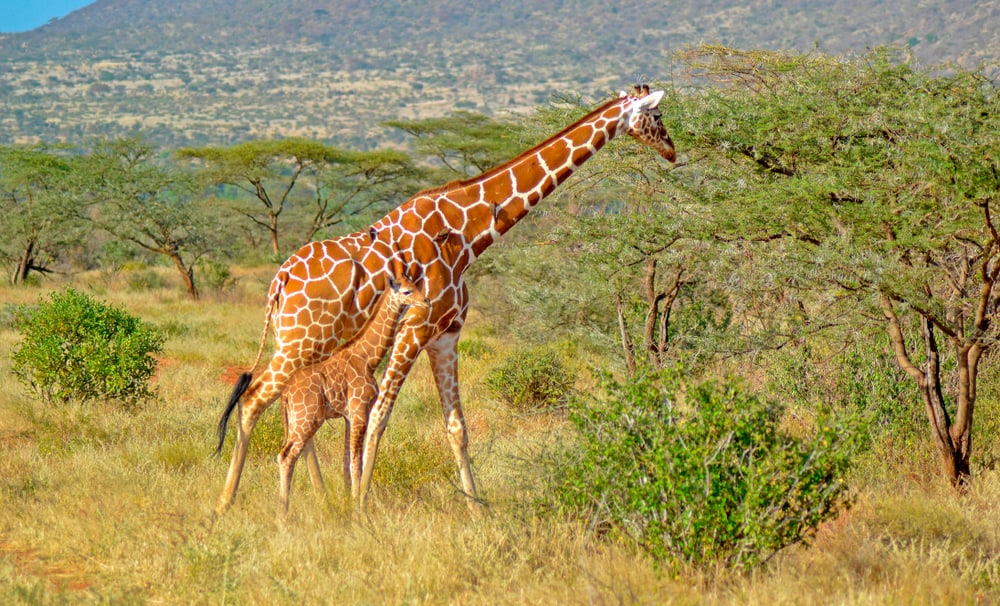 Rothchilds giraffe