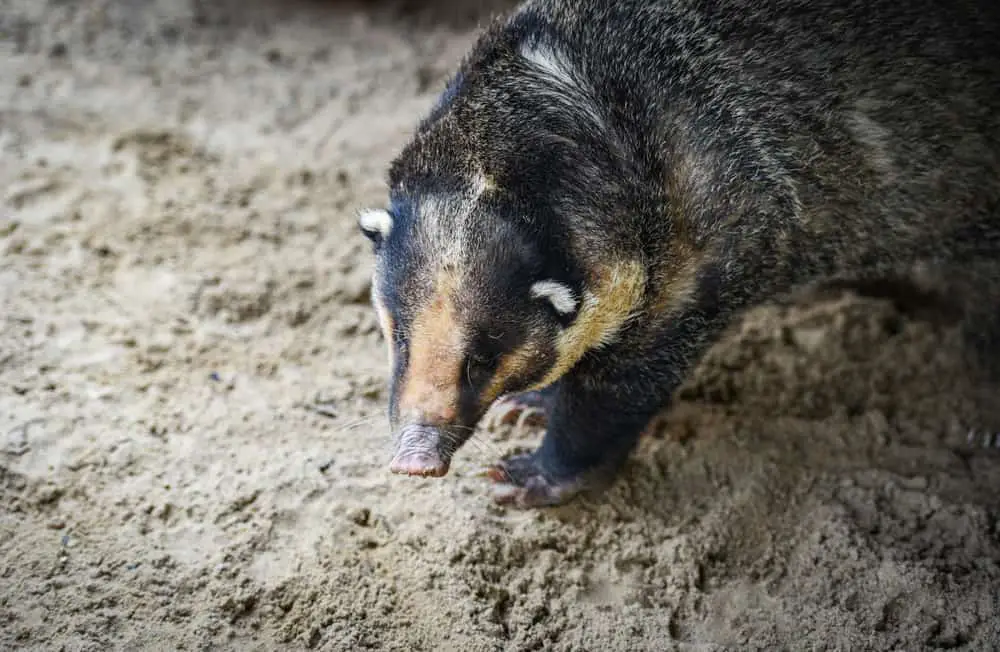 Sumatran hog badger