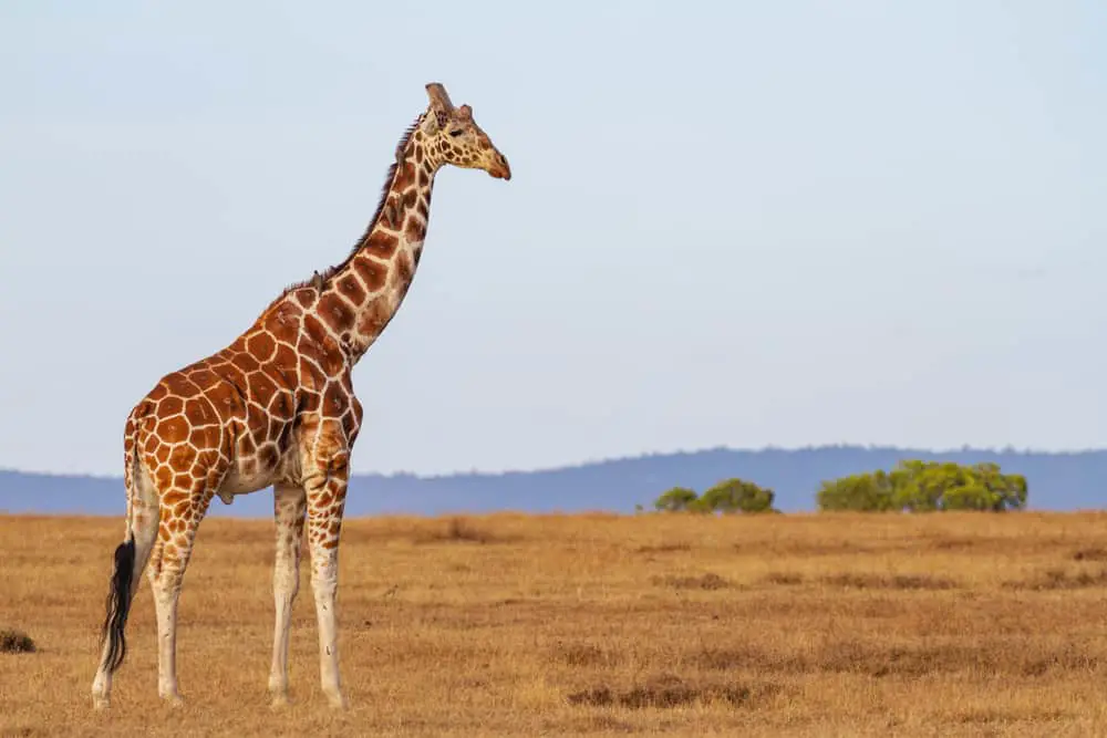 Nubian giraffe