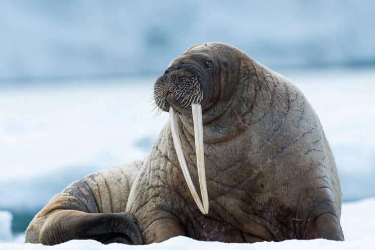 What Are The Predators Of Harp Seals? - Worldwide Nature