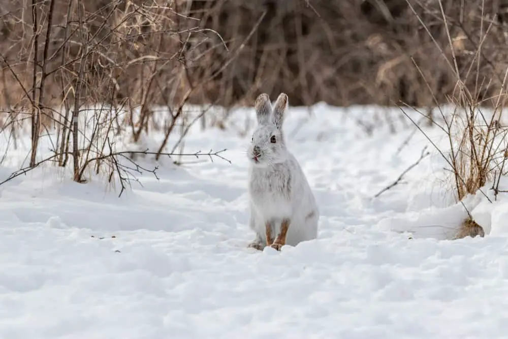 Snowshoe hare