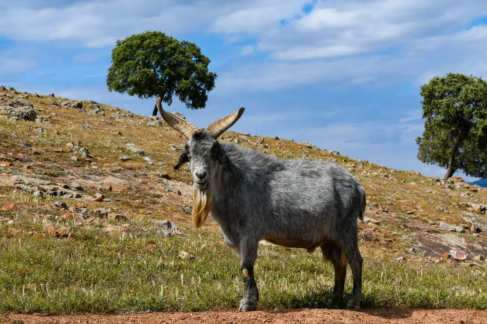 Spanish goat