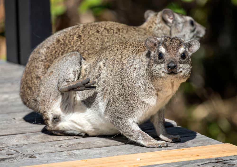 Southern Tree Hyrax - Worldwide Nature