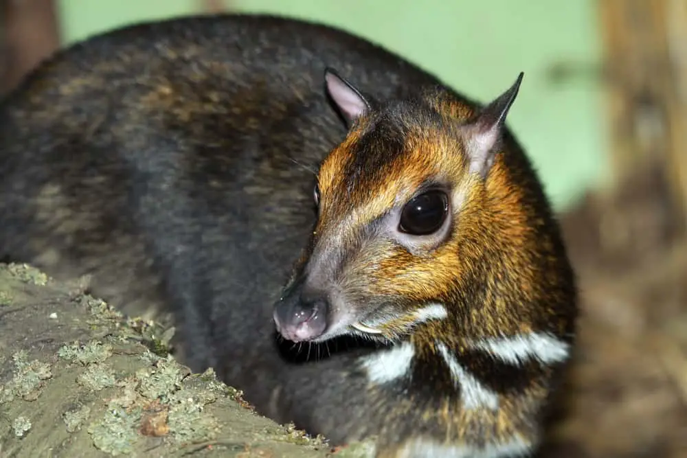 Philippine mouse deer