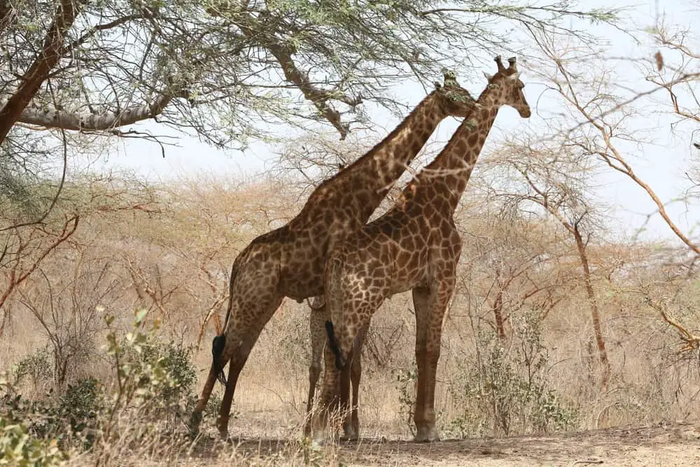 How Big Are Giraffes ?