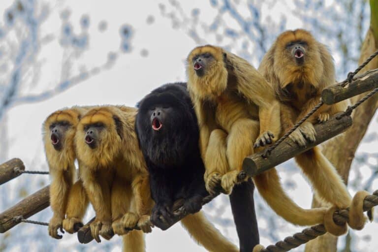 What Are The Predators Of Howler Monkeys? - Worldwide Nature