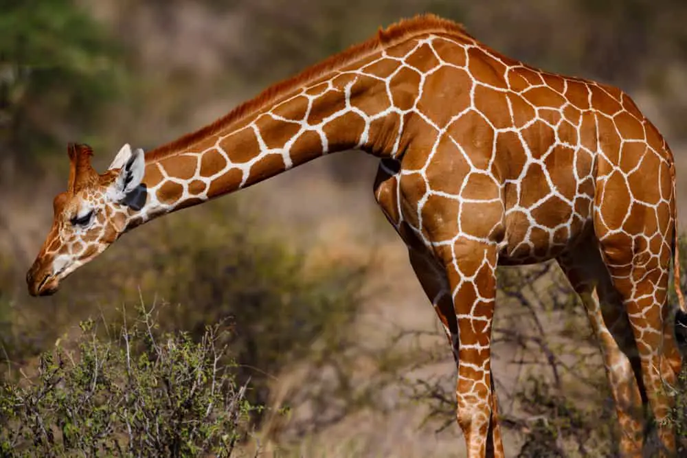 Species Of Giraffe Worldwide - Worldwide Nature