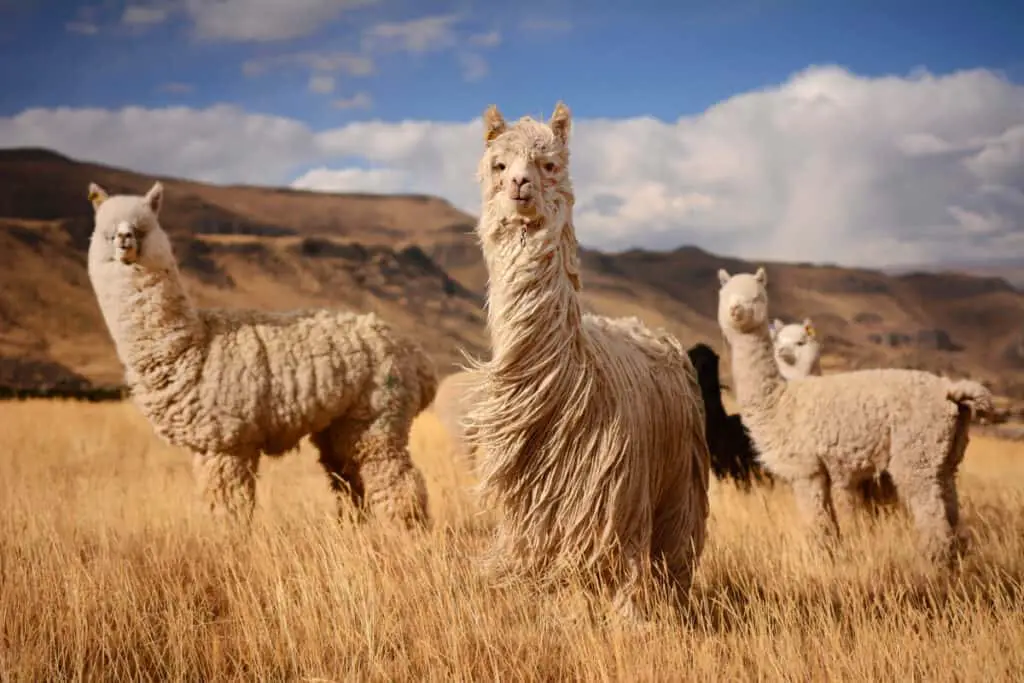 Llamas (Alpaca) in Andes,Mountains, Peru