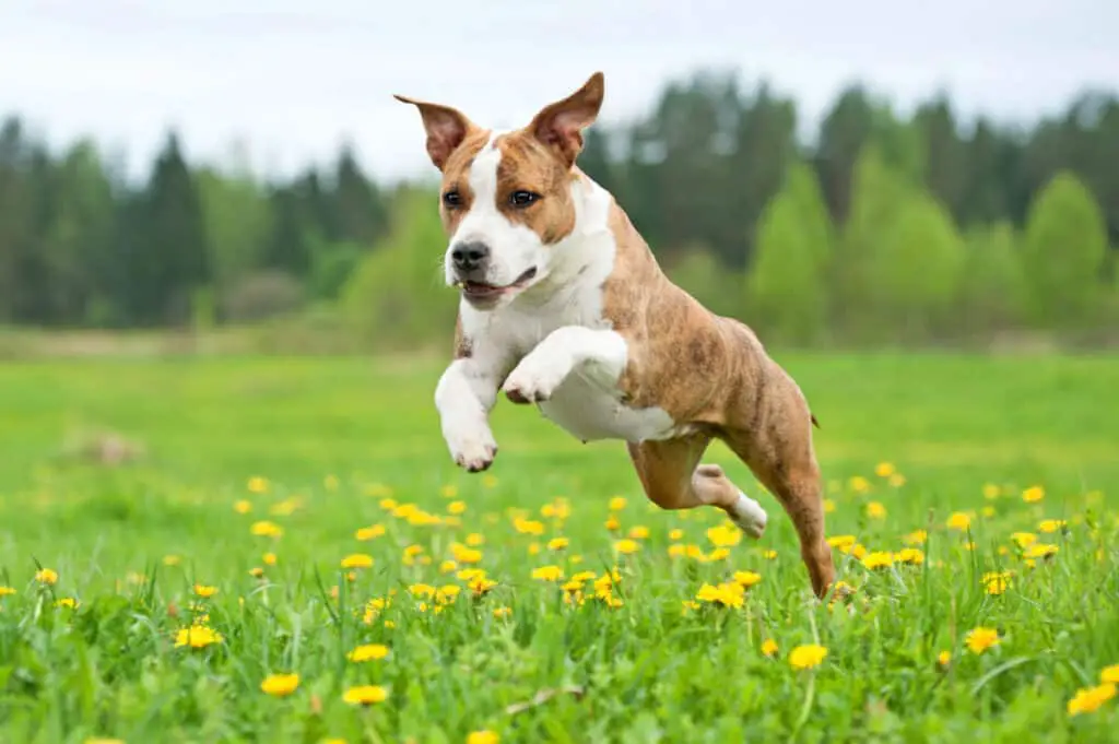 American staffordshire terrier dog playing on the field