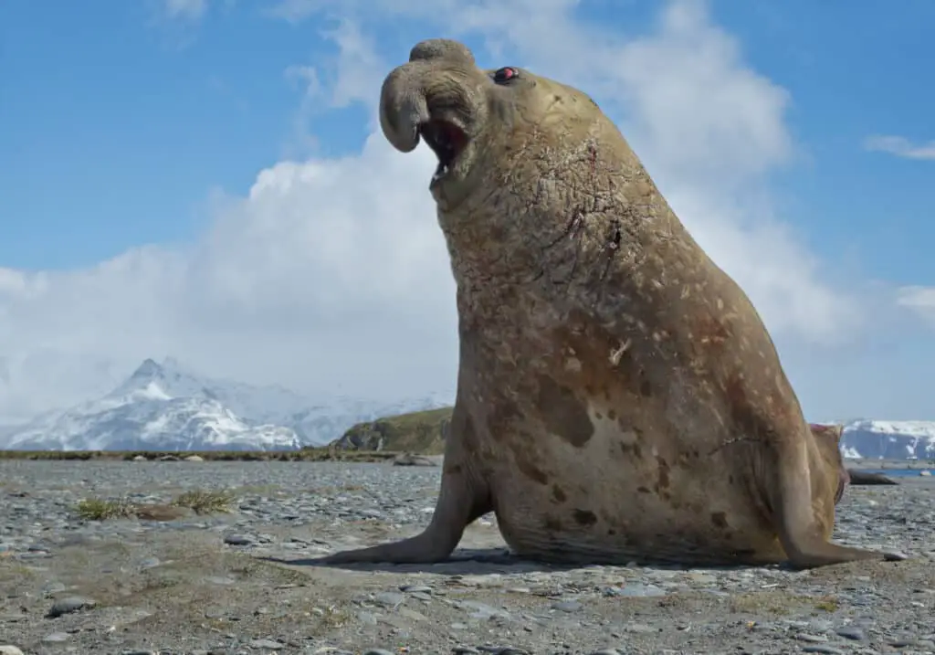 Elephant seal displaying, aggressive, on the beach, with blue sky and snowy mountain in background, South Georgia Island, Antarctica